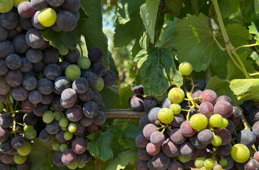 Rıfat Şekerdil ile Aile Mesleği Şarapçılık Üzerine Söyleşi